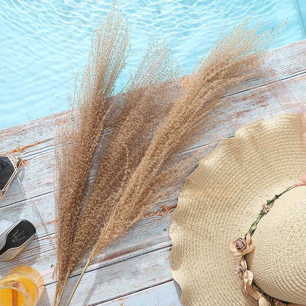 decorative flowers & wreaths wedding-dried pampas grass decor phragmites&real dried reed home christmas decoration natural plants flower bun
decorative flowers & wreaths wedding-dried pampas grass decor phragmites&real dried reed home christmas decoration natural plants flower bun