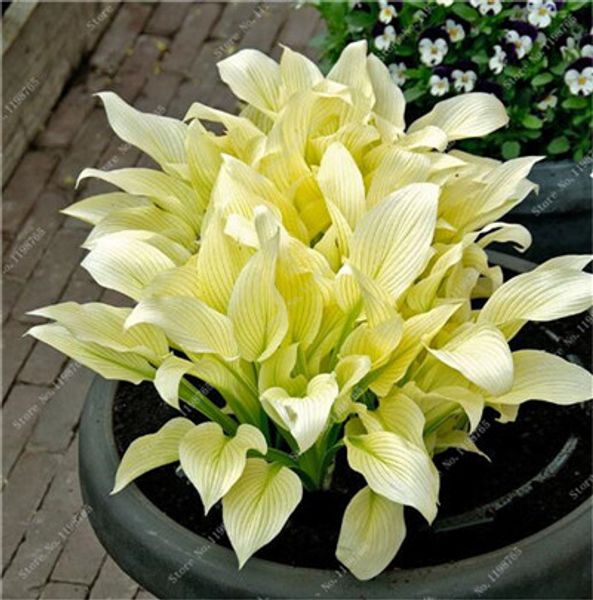 bonsai 200 pcs seeds mixed hosta garden decorations jardin perennials lily flower pot white lace diy home ground cover garden plant
bonsai 200 pcs seeds mixed hosta garden decorations jardin perennials lily flower pot white lace diy home ground cover garden plant