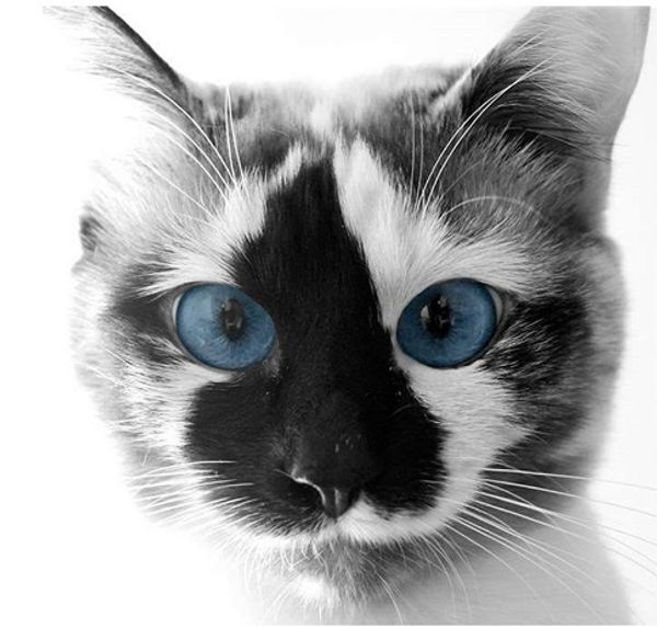 full square/round drill 5d diy diamond painting "cat" embroidery cross stitch mosaic home decor art experience toys gift a0897
full square/round drill 5d diy diamond painting "cat" embroidery cross stitch mosaic home decor art experience toys gift a0897