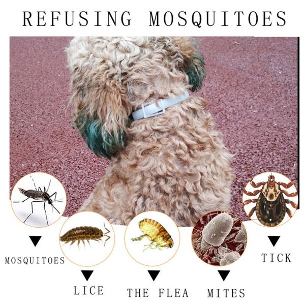 pet mosquito repellent flea safe pest control collar treatment prevention natural essential oils collar universal for dogs cats 
pet mosquito repellent flea safe pest control collar treatment prevention natural essential oils collar universal for dogs cats