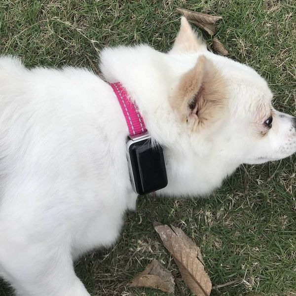 real time waterproof mini gsm gprs kids child pet dog cat kitty cattle wild animal gps tracker locator tracking
real time waterproof mini gsm gprs kids child pet dog cat kitty cattle wild animal gps tracker locator tracking