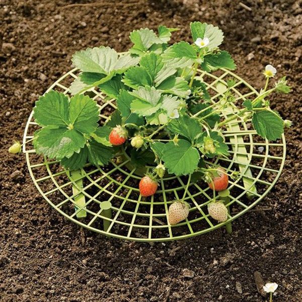 strawberry plant support cradle rack strawberry plastic rack for strawberry gardening supplies 5 pcs other garden supplies
strawberry plant support cradle rack strawberry plastic rack for strawberry gardening supplies 5 pcs other garden supplies