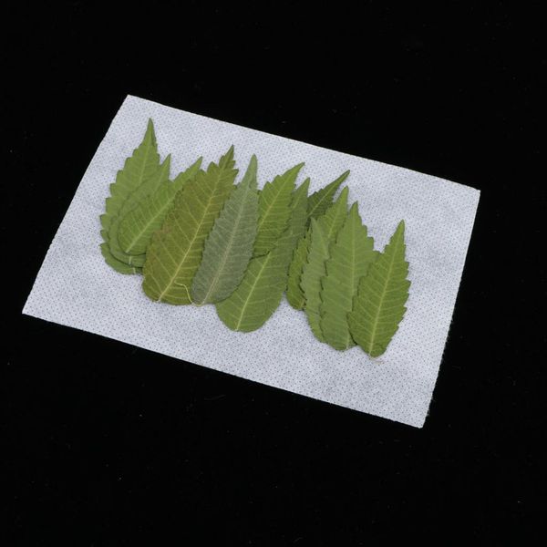 12 pieces natural dried leaves pressed plant green leaf for diy scrapbooking arts crafts bookmark card making accessories 
12 pieces natural dried leaves pressed plant green leaf for diy scrapbooking arts crafts bookmark card making accessories