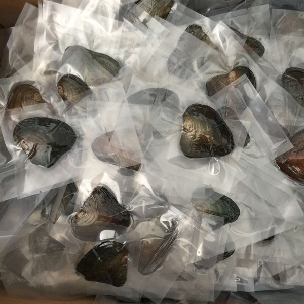 freshwater pearl round cultured pearl oyster 25 colors 6-7mm akoya party favor vacuum packaging, Black
freshwater pearl round cultured pearl oyster 25 colors 6-7mm akoya party favor vacuum packaging, Black