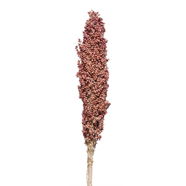 5pcs natural dried sorghum flower real plant sorghum bunch diy flower wedding floral home decoration no vase
5pcs natural dried sorghum flower real plant sorghum bunch diy flower wedding floral home decoration no vase