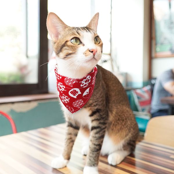 collar for cats dog pet cat puppy scarf neckerchief adjustable printed bowtie bandanas collar triangular pitbull terrier pet accessories
collar for cats dog pet cat puppy scarf neckerchief adjustable printed bowtie bandanas collar triangular pitbull terrier pet accessories