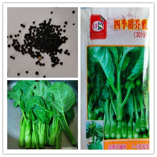 1 pack original package chinese kale potted vegetables bonsai plant vegetables seeds chinese kale no122
1 pack original package chinese kale potted vegetables bonsai plant vegetables seeds chinese kale no122