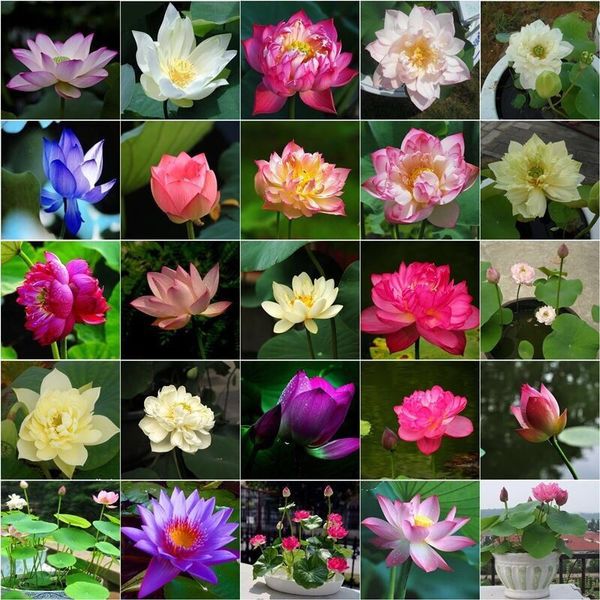 10 pcs/bag lotus flower lotus bonsai aquatic plants bowl lotus water lily bonsai perennial nymphaea plant for home garden
10 pcs/bag lotus flower lotus bonsai aquatic plants bowl lotus water lily bonsai perennial nymphaea plant for home garden