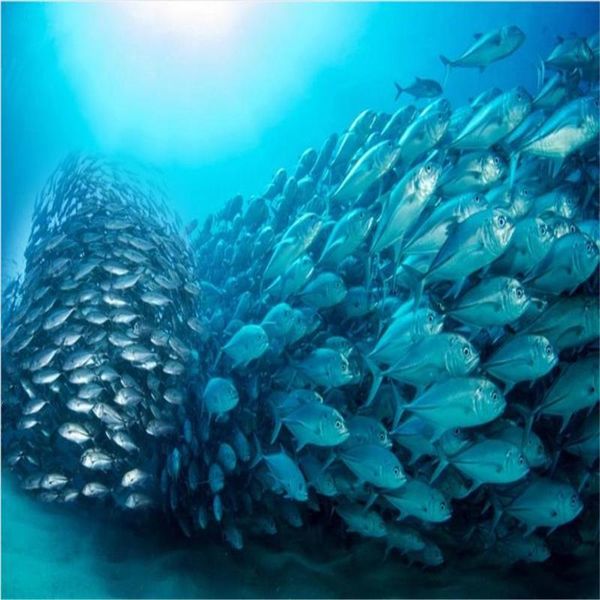 beautiful scenery wallpapers underwater wallpapers tv background wall modern wallpaper for living room
beautiful scenery wallpapers underwater wallpapers tv background wall modern wallpaper for living room
