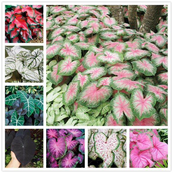 Продажа 30 шт Каладиум комнатные растения семена Флорида Каладиум биколор семена
Продажа 30 шт Каладиум комнатные растения семена Флорида Каладиум биколор семена