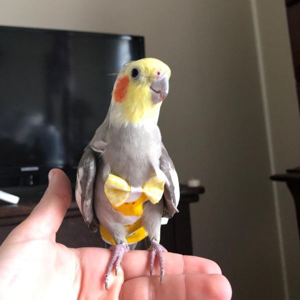 adjustable pet rope parrot flying clothing pigeon parrot diaper diaper pocket urine wet parrot flying rope bird supplies
adjustable pet rope parrot flying clothing pigeon parrot diaper diaper pocket urine wet parrot flying rope bird supplies
