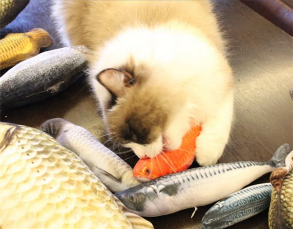 plush creative 3d carp fish shape cat toy gift cute simulation fish playing toy for pet gifts catnip fish stuffed pillow doll
plush creative 3d carp fish shape cat toy gift cute simulation fish playing toy for pet gifts catnip fish stuffed pillow doll
