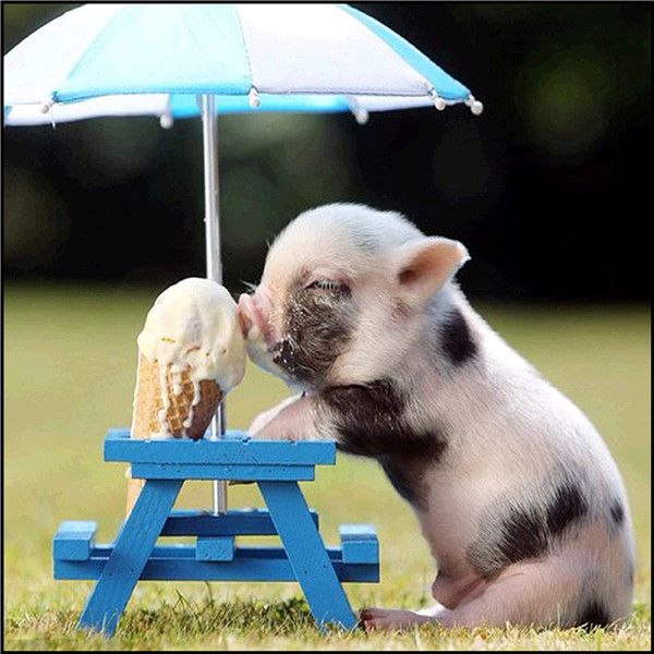 5d diy diamond painting cross stitch kit rhinestone full round&square diamond embroidery animal pig ice cream home mosaic decor gift bb0815
5d diy diamond painting cross stitch kit rhinestone full round&square diamond embroidery animal pig ice cream home mosaic decor gift bb0815