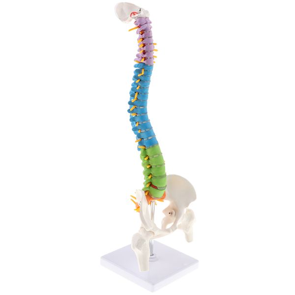 45cm Scientific Ultra Flexible Spine Model, Life Size Human Vertebral Column With Femurs Pelvis Anatomy Model On Stand