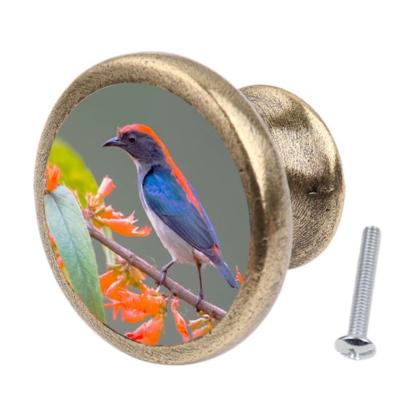 vintage style dresser кристалл knobs - 36mm кристалл выдвижных knobs тянет кабинет ручки для дома кухня шкаф тумба
vintage style dresser кристалл knobs - 36mm кристалл выдвижных knobs тянет кабинет ручки для дома кухня шкаф тумба