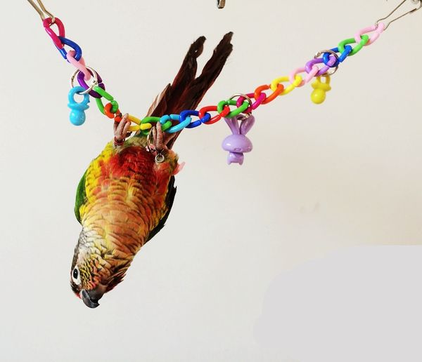 will middle and small size parrot articles second nibbling toys suspension bridge swing to climb rope scaling ladder
will middle and small size parrot articles second nibbling toys suspension bridge swing to climb rope scaling ladder