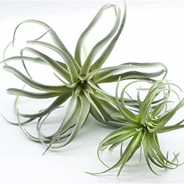 cilected tillandsia air plants flocking fake bromeliads artificial plant hanging simulation plants for wall decoration greenery
cilected tillandsia air plants flocking fake bromeliads artificial plant hanging simulation plants for wall decoration greenery