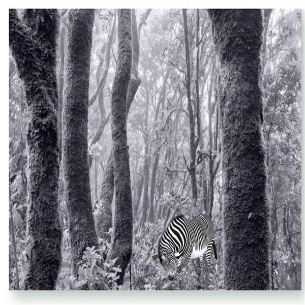 black and white landscape big tree wallpapers mural background wall beautiful scenery wallpapers
black and white landscape big tree wallpapers mural background wall beautiful scenery wallpapers
