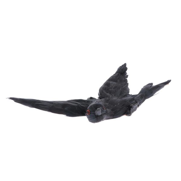 realistic swallow animal playset - esculent swift bird model - home wall stickers, easter eggs, cake ers party supplies
realistic swallow animal playset - esculent swift bird model - home wall stickers, easter eggs, cake ers party supplies