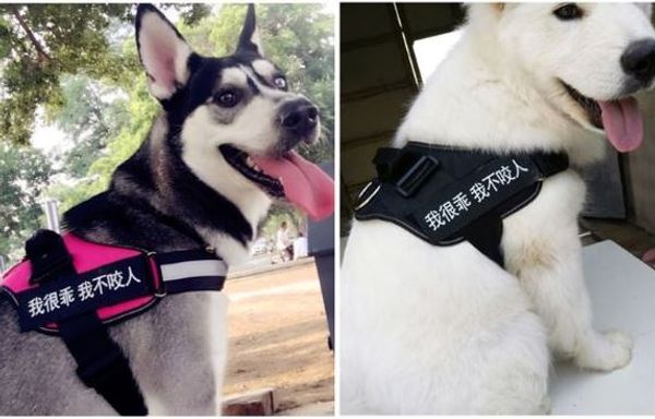 breathable dog cat leashes nylon leashes dog cat clothes accessories pet mesh training leash
breathable dog cat leashes nylon leashes dog cat clothes accessories pet mesh training leash