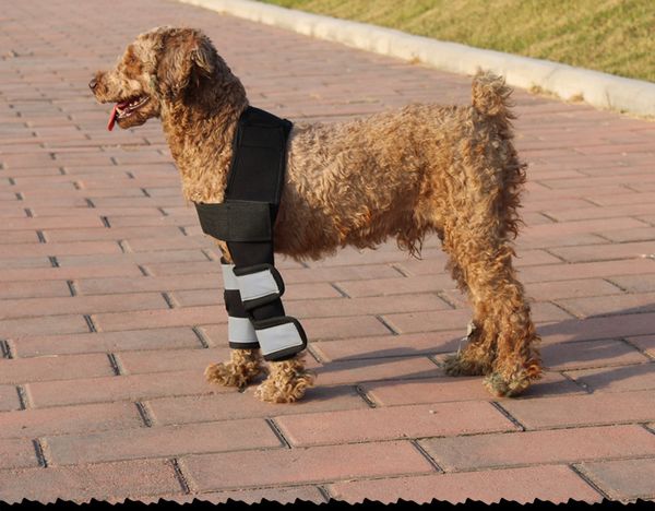 dog leg protectors pet products glow-out kneepads golden retriever leg injury surgical assistance straps pet protective
dog leg protectors pet products glow-out kneepads golden retriever leg injury surgical assistance straps pet protective
