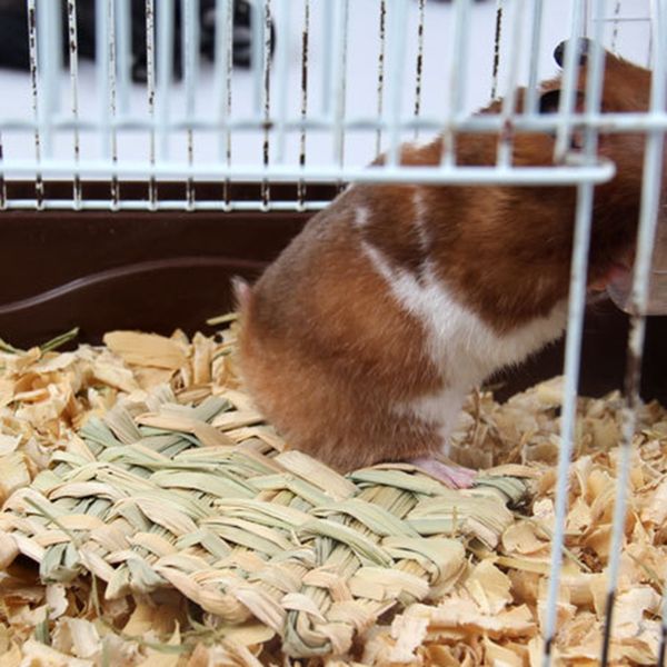 симпатичные соломенной циновке pet hamster кролик жевательная игрушка grass подготовка pad small animal rat guinea pig pet fun игрушка малые
симпатичные соломенной циновке pet hamster кролик жевательная игрушка grass подготовка pad small animal rat guinea pig pet fun игрушка малые