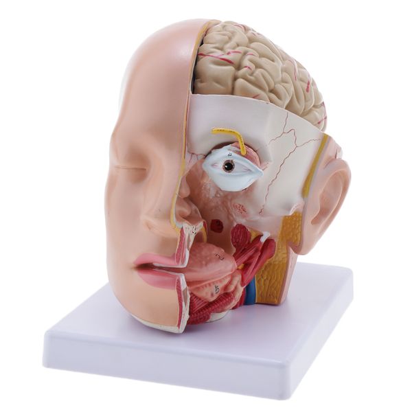 1:1 removable 10 parts human head brain cerebellum, eyeball anatomical model lab demonstration science toy
1:1 removable 10 parts human head brain cerebellum, eyeball anatomical model lab demonstration science toy