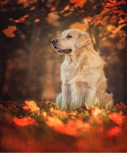 full square/round drill 5d diy diamond painting "dog" embroidery cross stitch mosaic home decor art experience toys gift a0433
full square/round drill 5d diy diamond painting "dog" embroidery cross stitch mosaic home decor art experience toys gift a0433