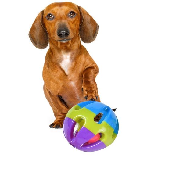 dog 8cm big bell 3 colors plastic toy pet balls puppy cat teeth ball chew toys interactive products dog training obedience
dog 8cm big bell 3 colors plastic toy pet balls puppy cat teeth ball chew toys interactive products dog training obedience