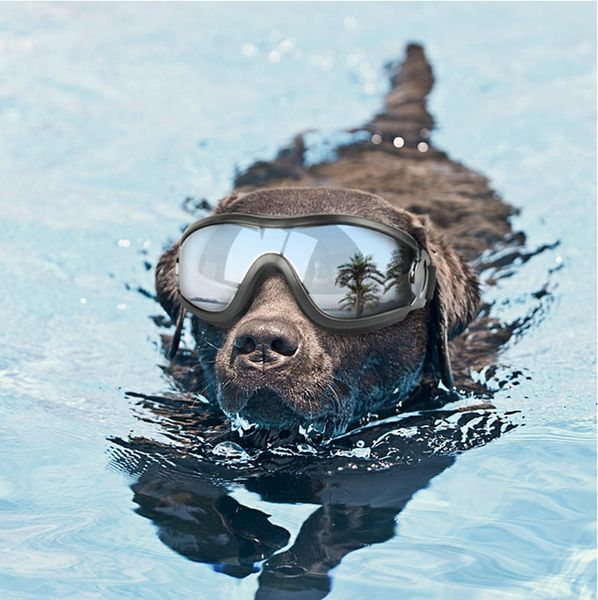 dog glasses fashion medium large dog glasses big pet waterproof eyewear protection goggles uv sunglasses pet glasses dog supplies
dog glasses fashion medium large dog glasses big pet waterproof eyewear protection goggles uv sunglasses pet glasses dog supplies