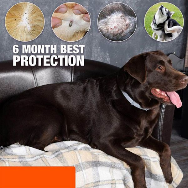mosquito repellent flea treatment prevention for pets adjustable silicone natural essential oils collar
mosquito repellent flea treatment prevention for pets adjustable silicone natural essential oils collar