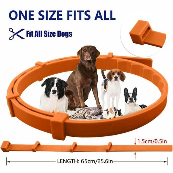 aluminum boxed pet deworming flea collars cats and dogs flea repellent collars cats and dogs
aluminum boxed pet deworming flea collars cats and dogs flea repellent collars cats and dogs