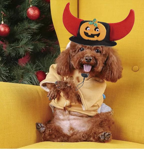 fashion pet dog cat variety of christmas halloween headdress headgear pet halloween headdress hat funny puppy accessories jj19845, Blue;gray
fashion pet dog cat variety of christmas halloween headdress headgear pet halloween headdress hat funny puppy accessories jj19845, Blue;gray