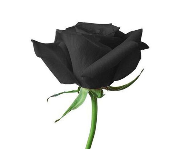 black rose seeds *50 pieces seeds per package new arrival ombre charming garden plants (2bag/pack, White
black rose seeds *50 pieces seeds per package new arrival ombre charming garden plants (2bag/pack, White