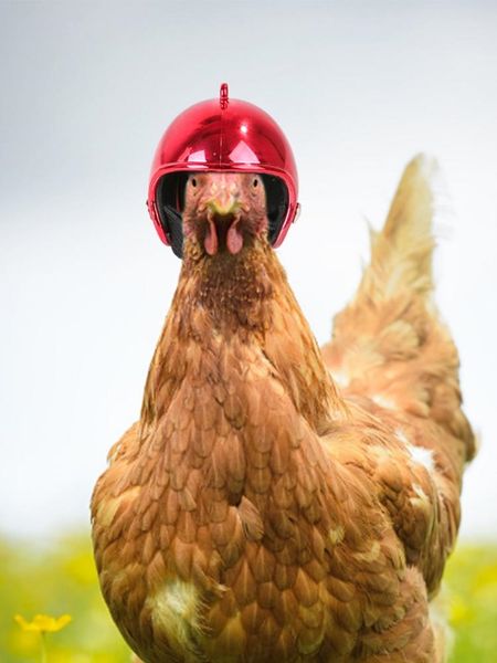 pet шлем смешной защитный шлем chicken hen hard hat bird headgear для мотоциклов фото реквизит защита pet accessorie другие питомцев
pet шлем смешной защитный шлем chicken hen hard hat bird headgear для мотоциклов фото реквизит защита pet accessorie другие питомцев