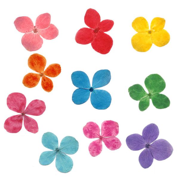 36pcs hydrangea natural dry flower for diy painting wedding decoration accessories home decor fragrant dried flowers
36pcs hydrangea natural dry flower for diy painting wedding decoration accessories home decor fragrant dried flowers