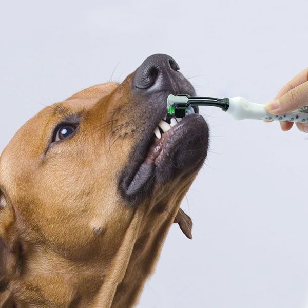 1 шт собака зубная щетка три head pet зубная щетка зубов очистительные supplies питомцы уход за полостью рта для маленьких собак кошки чихуа
1 шт собака зубная щетка три head pet зубная щетка зубов очистительные supplies питомцы уход за полостью рта для маленьких собак кошки чихуа