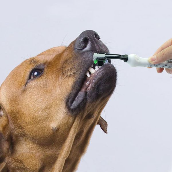 1 pcs dog toothbrush three head pet tooth brush teeth cleanning supplies pets oral care for small dogs cats chihuahua teddy
1 pcs dog toothbrush three head pet tooth brush teeth cleanning supplies pets oral care for small dogs cats chihuahua teddy