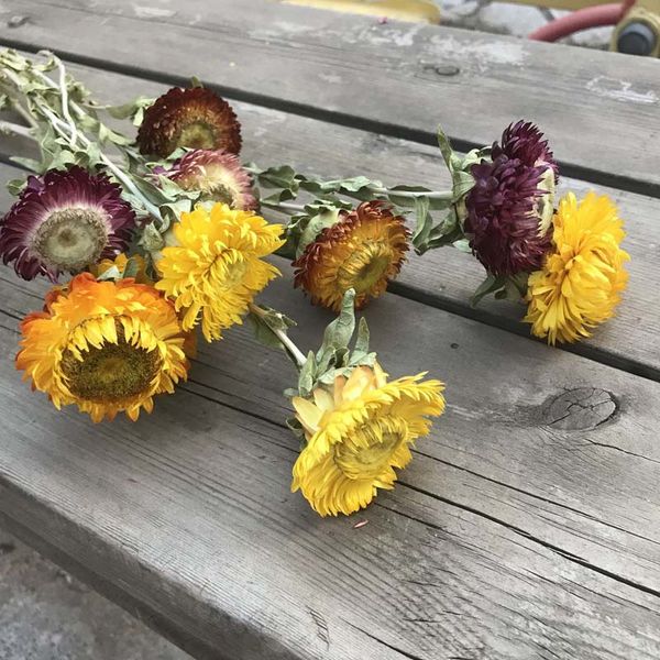 3-5cm head/26cm,10 flower heads dry straw chrysanthemum branch,decorative daisy dried natural sunflower bouquet for home decor
3-5cm head/26cm,10 flower heads dry straw chrysanthemum branch,decorative daisy dried natural sunflower bouquet for home decor