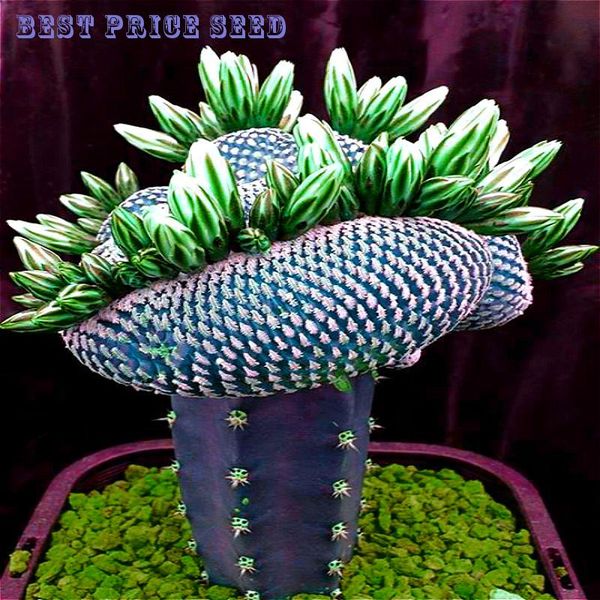 продажа 50 rare african mixed plantas cactus tree сочного завод purify воздух бонсай in the термостойкое easy care творческих растений
продажа 50 rare african mixed plantas cactus tree сочного завод purify воздух бонсай in the термостойкое easy care творческих растений