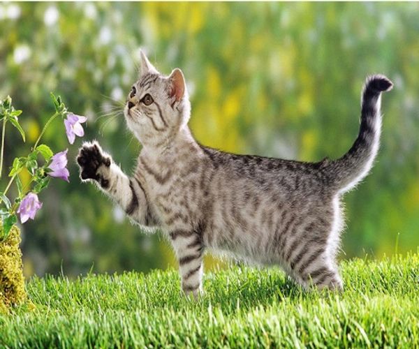 Full Square/Round Drill 5D DIY Diamond Painting "cat" Embroidery Cross Stitch Mosaic Home Decor Art Experience toys Gift A0501
Full Square/Round Drill 5D DIY Diamond Painting "cat" Embroidery Cross Stitch Mosaic Home Decor Art Experience toys Gift A0501