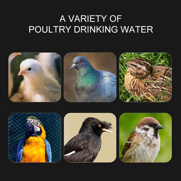 2pcs/lot water bowls chicken cups bird drinking fountain parrot feeders automatic quail beekeeping tool
2pcs/lot water bowls chicken cups bird drinking fountain parrot feeders automatic quail beekeeping tool