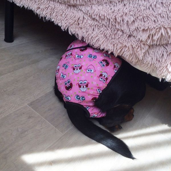 new pet large dog пеленки санитарные физиологические брюки моющийся суки шорты трусы менструация нижнее белье трусы dog short
new pet large dog пеленки санитарные физиологические брюки моющийся суки шорты трусы менструация нижнее белье трусы dog short