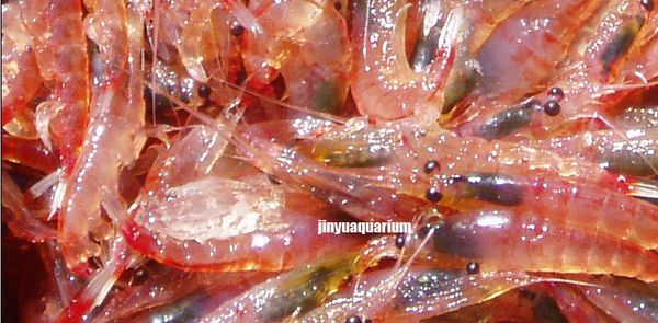 aquarium fish food shrimp krill e dried carnivore tropical cichlid turtle flowerhorn arowana
aquarium fish food shrimp krill e dried carnivore tropical cichlid turtle flowerhorn arowana