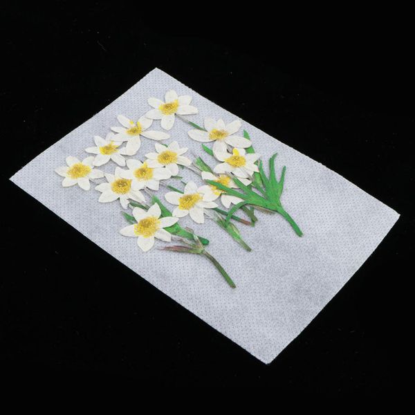 12pcs white natural pressed dried flowers pressed leaves for scrapbooking art craft epoxy resin pendant jewelry making diy accessories
12pcs white natural pressed dried flowers pressed leaves for scrapbooking art craft epoxy resin pendant jewelry making diy accessories