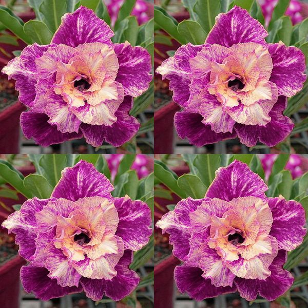 Бонсай Desert Rose семена двойной фиолетовый цветок Adenium Obesum завод многолетние статьи
Бонсай Desert Rose семена двойной фиолетовый цветок Adenium Obesum завод многолетние статьи