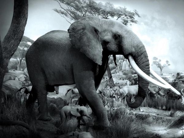 modern wallpaper for living room elephant baby elephant grassland wild animal black and white wallpapers background wall decoration painting
modern wallpaper for living room elephant baby elephant grassland wild animal black and white wallpapers background wall decoration painting