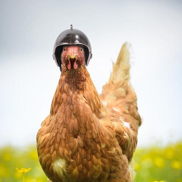 pet poultry смешной игрушка цыпленок шлет малого pet каска птицы h headgear pet chicken каска защита куриную голова шлет
pet poultry смешной игрушка цыпленок шлет малого pet каска птицы h headgear pet chicken каска защита куриную голова шлет