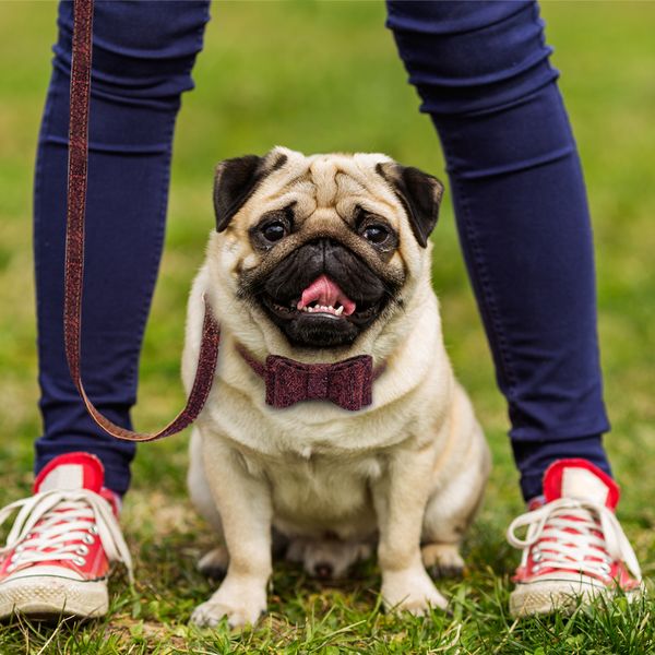 plaid bowknot dog collar pet puppy cat leather dog collar leash set adjustable for small medium dogs cats chihuahua pug presa canario yorkie
plaid bowknot dog collar pet puppy cat leather dog collar leash set adjustable for small medium dogs cats chihuahua pug presa canario yorkie