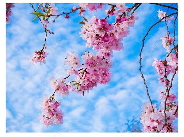 3d p custom ceiling mural wallpaper interior decoration hd dream blue sky plum blossom l mall zenith ceiling background mural
3d p custom ceiling mural wallpaper interior decoration hd dream blue sky plum blossom l mall zenith ceiling background mural